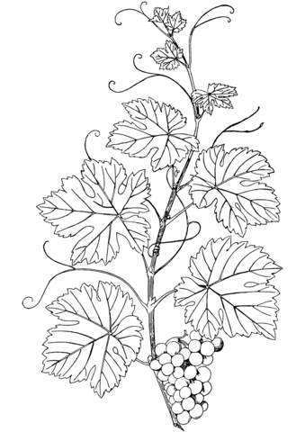 Branch Of Grapes Coloring Page